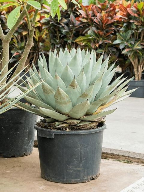 Agave parryi