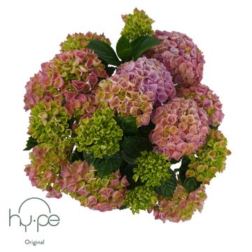 Hydrangea macrophylla HI RIVER PINK