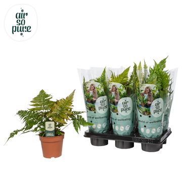 Dryopteris erythrosora