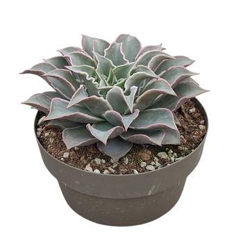 Echeveria 'Madiba'