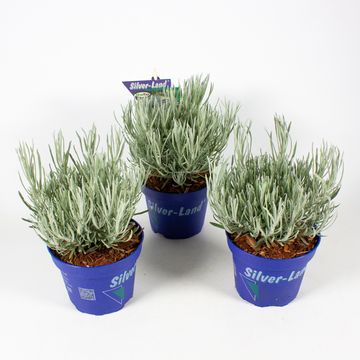 Helichrysum stoechas