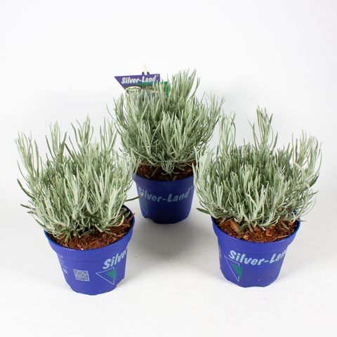 Helichrysum stoechas