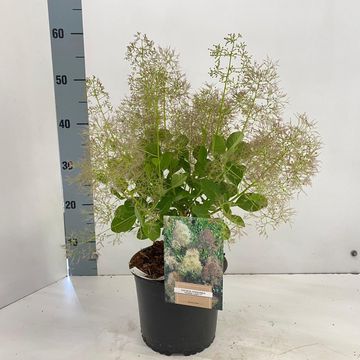 Cotinus coggygria 'Young Lady'