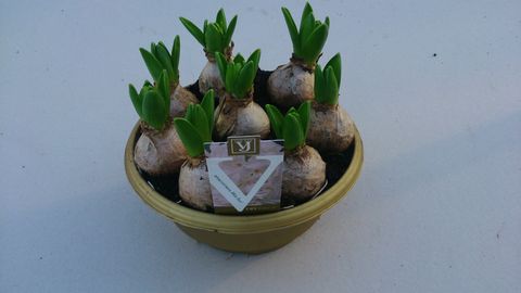 Hyacinthus Tuoksuhyasintti 'White Pearl'