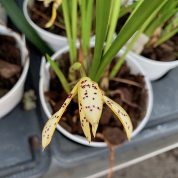 Maxillaria acutipetala