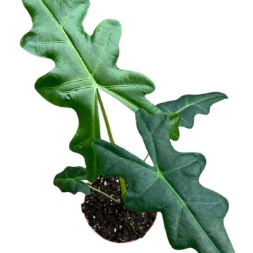 Alocasia portei