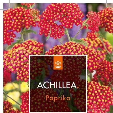 Achillea millefolium 'Paprika'