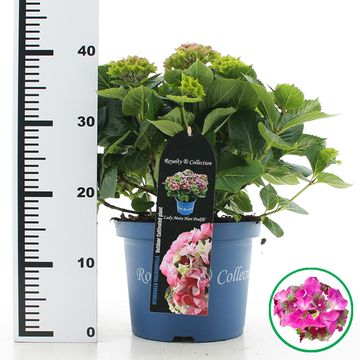 Hydrangea macrophylla ROYALTY COLLECTION LADY MATA HARI