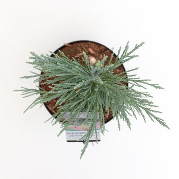 Sequoiadendron giganteum 'Glaucum'