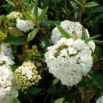 Viburnum 'Eskimo'