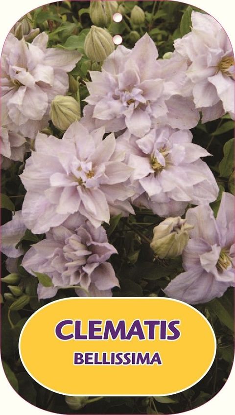 Clematis BELLISSIMA (EL)