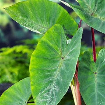 Colocasia esculenta 'Hawaiian Punch'