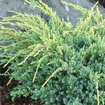 Juniperus squamata 'Holger'