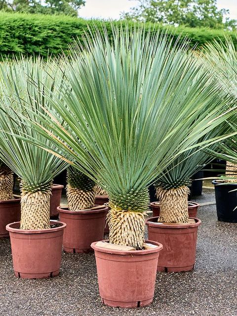 Yucca rostrata