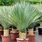 Yucca rostrata