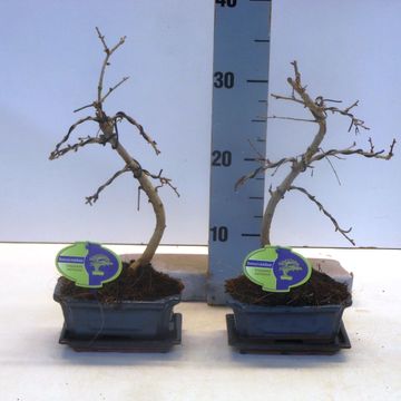 Pseudolarix amabilis