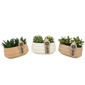 Cactus / Succulents MIX
