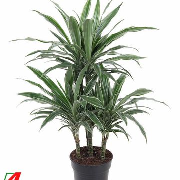 Dracaena fragrans 'Warneckei'