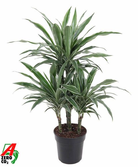 Dracaena fragrans 'Warneckei'
