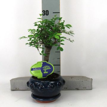 Zelkova parvifolia