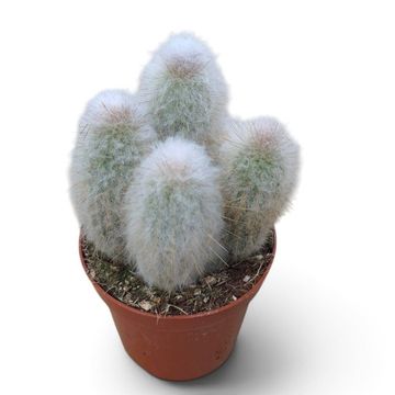Austrocephalocereus dybowskii