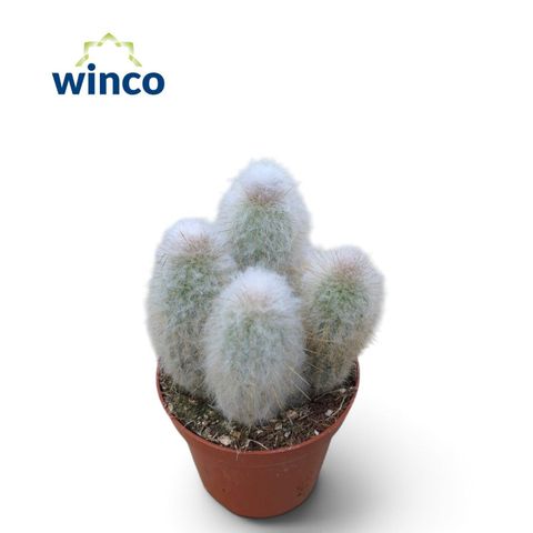 Austrocephalocereus dybowskii