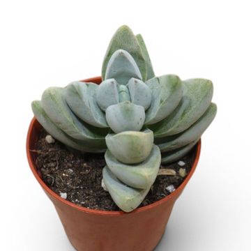 Crassula 'White Ben'