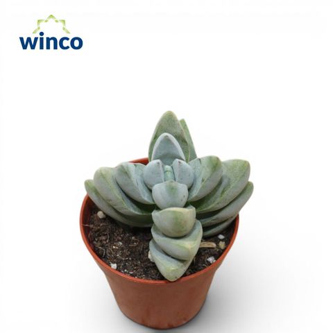 Crassula 'White Ben'