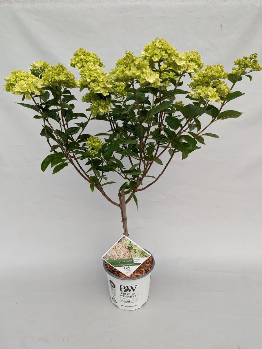 Hydrangea paniculata LITTLE LIME — Plant Wholesale FlorAccess