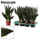 Sansevieria 'Black Diamond'