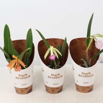 Brassavola MIX
