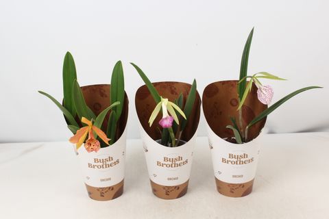 Brassavola MIX