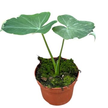 Xanthosoma sagittifolium 'Variegatum Monstrosum'