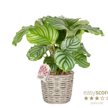 Calathea orbifolia