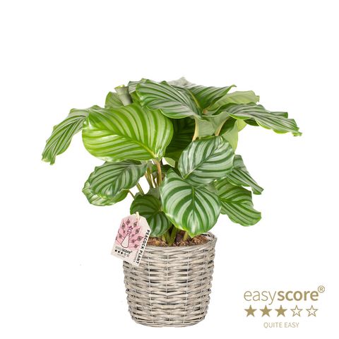 Calathea orbifolia