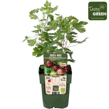 Ribes uva-crispa EASYCRISP LADY LATE