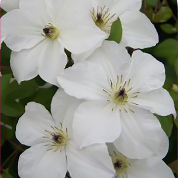 Clematis GLORIOUS WHITE
