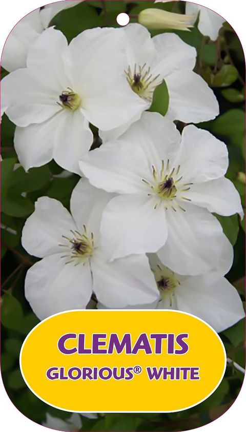 Clematis GLORIOUS WHITE