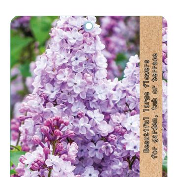 Syringa vulgaris 'Paul Deschanel'
