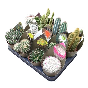 Cactus MIX