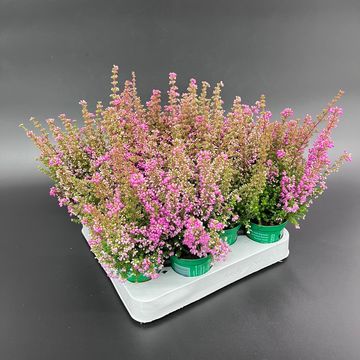 Erica gracilis BEAUTY QUEEN ELISABETH