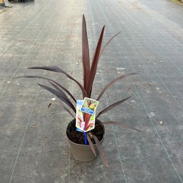 Cordyline SUPERSTAR