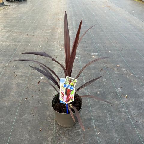 Cordyline SUPERSTAR