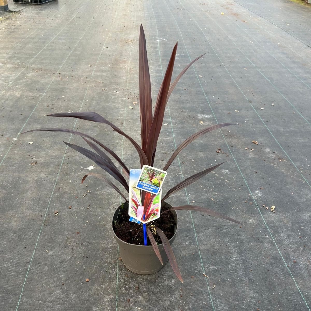 Cordyline SUPERSTAR — Plant Wholesale FlorAccess