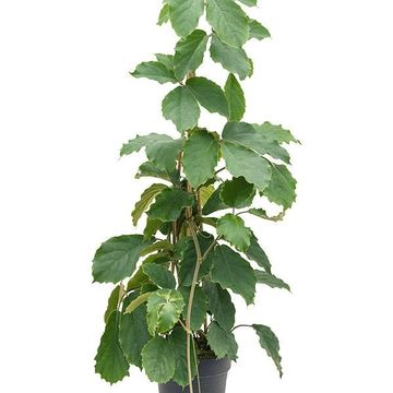 Tetrastigma voinierianum