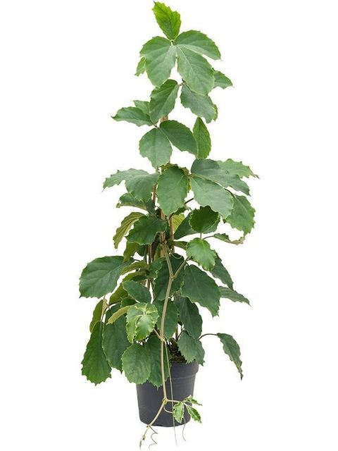 Tetrastigma voinierianum