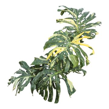 Monstera 'Thai Constellation'