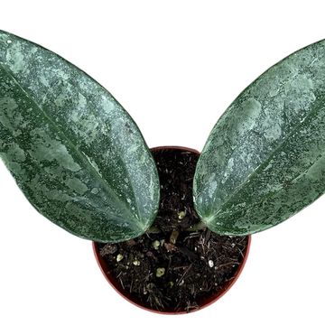 Hoya latifolia 'Rimba Perak'