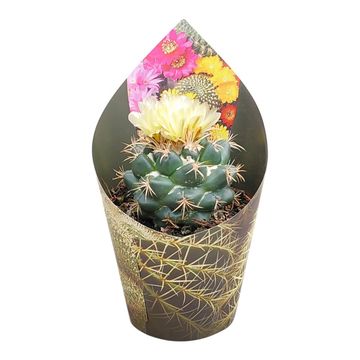 Coryphantha andreae
