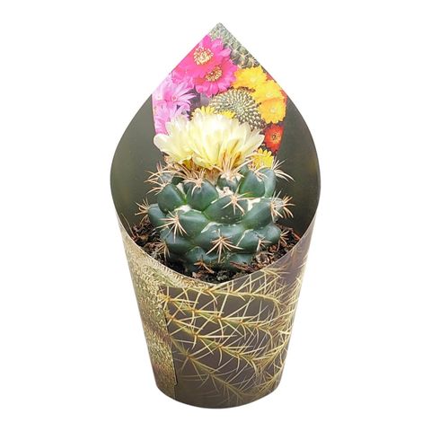 Coryphantha andreae